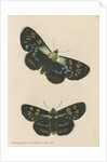 'Painted agarista' [Joseph's coat moth] by Richard Polydore Nodder