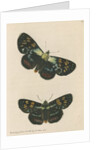 'Painted agarista' [Joseph's coat moth] by Richard Polydore Nodder