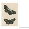 'Painted agarista' [Joseph's coat moth] by Richard Polydore Nodder