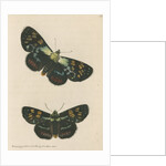 'Painted agarista' [Joseph's coat moth] by Richard Polydore Nodder