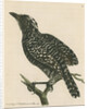 'Pied shrike' [Barred antshrike] by Richard Polydore Nodder
