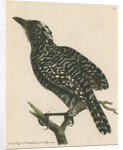 'Pied shrike' [Barred antshrike] by Richard Polydore Nodder
