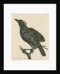'Pied shrike' [Barred antshrike] by Richard Polydore Nodder