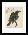 'Spotted shrike' [Slatey antshrike] by Richard Polydore Nodder