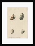 Two specimens of snail shells by Richard Polydore Nodder