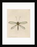 'Yellow-legged ascalaphus' [Yellow owl-fly] by Richard Polydore Nodder