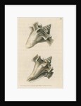 'Sloane's strombus' by Richard Polydore Nodder