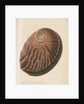 'Red earshell' [Blacklip abalone] by Richard Polydore Nodder