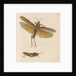 'Australian locust' [Gumleaf grasshopper] by Richard Polydore Nodder