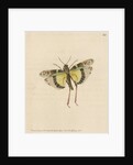 'Painted locust' [Yellow-winged locust] by Richard Polydore Nodder