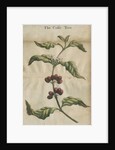 Coffee plant by unknown