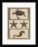 Three specimens of marine life by T Cole
