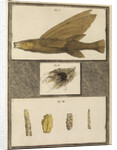 Flying fish with freshwater nests and cases by T Cole