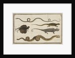 Five specimens of reptiles by T Cole