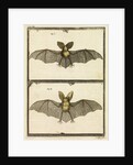 A specimen of bat by T Cole