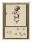 Human eggs and foetuses by T Cole