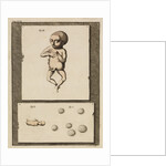 Human eggs and foetuses by T Cole