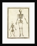 Human and monkey skeletons by T Cole