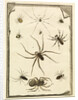 Ten specimens of spiders by T Cole