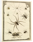 Ten specimens of spiders by T Cole