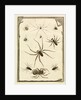 Ten specimens of spiders by T Cole