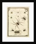 Ten specimens of spiders by T Cole