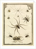 Ten specimens of spiders by T Cole