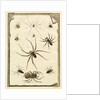Ten specimens of spiders by T Cole