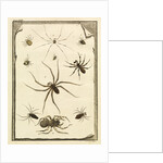 Ten specimens of spiders by T Cole