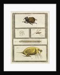 Insect studies with human spermatozoa by T Cole