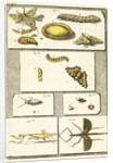 Studies of the silk worm and other insects by T Cole