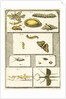 Studies of the silk worm and other insects by T Cole