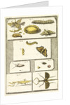 Studies of the silk worm and other insects by T Cole