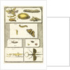 Studies of the silk worm and other insects by T Cole