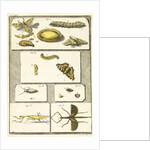 Studies of the silk worm and other insects by T Cole