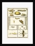 Studies of the silk worm and other insects by T Cole