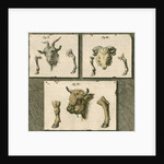 Domestic animals by T Cole