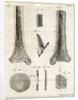 The Tibia by Faustino Anderloni