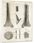 The Tibia by Faustino Anderloni