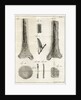 The Tibia by Faustino Anderloni