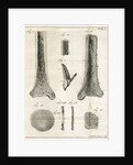 The Tibia by Faustino Anderloni
