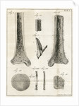 The Tibia by Faustino Anderloni