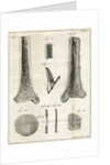 The Tibia by Faustino Anderloni