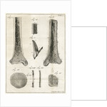 The Tibia by Faustino Anderloni