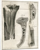 Sections of the Tibia by Faustino Anderloni