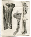 Sections of the Tibia by Faustino Anderloni