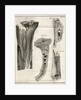 Sections of the Tibia by Faustino Anderloni