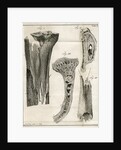 Sections of the Tibia by Faustino Anderloni