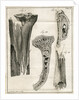 Sections of the Tibia by Faustino Anderloni