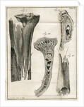 Sections of the Tibia by Faustino Anderloni
